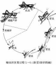 全变态昆虫的发育过程（变态发育昆虫四个阶段）-图1