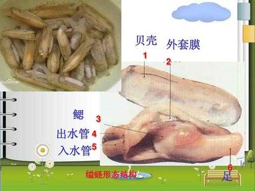 缢蛏形成珍珠过程（缢蛏形成珍珠过程视频）-图1