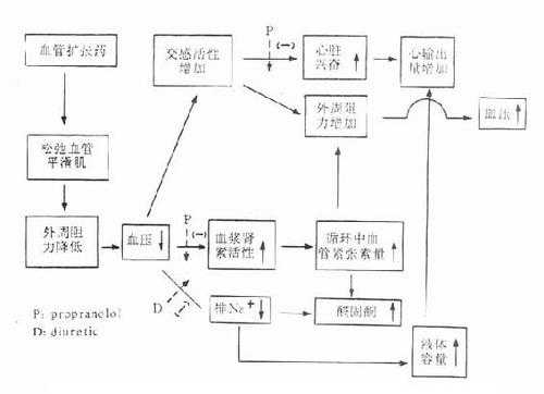 降压反射的主要过程（降压反射流程图）-图1