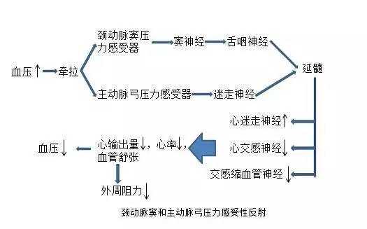 降压反射的主要过程（降压反射流程图）-图2