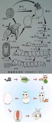 蚕宝宝的生长过程简解（蚕宝宝的生长过程图片科学）-图2