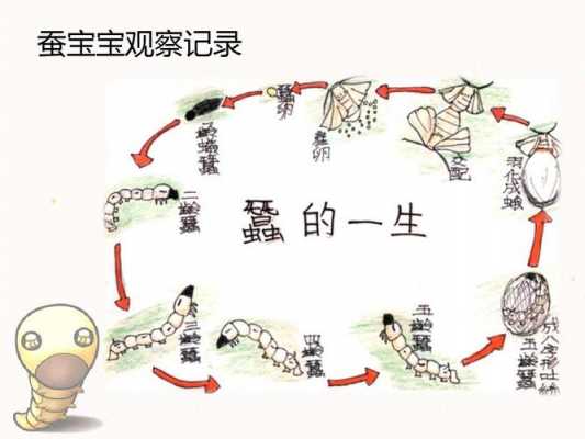 蚕宝宝的生长过程简解（蚕宝宝的生长过程图片科学）-图3