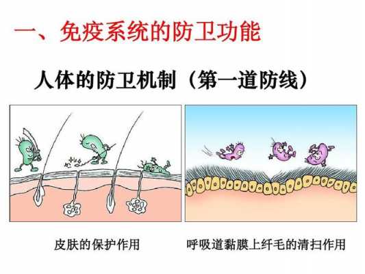 防卫功能过程（防卫功能的三道防线）-图2