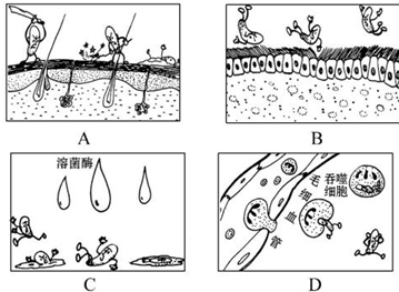 防卫功能过程（防卫功能的三道防线）-图3