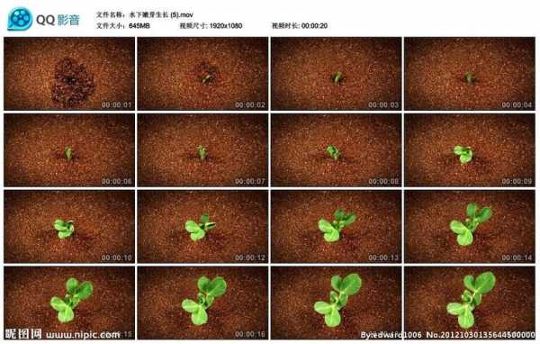 青菜发芽过程图片（青菜发芽后七天的生长规律）-图2