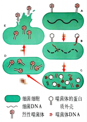 细菌性繁殖过程（细菌繁殖过程五步）-图1