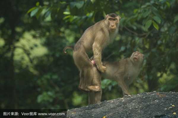 猴子交配过程视频的简单介绍-图2