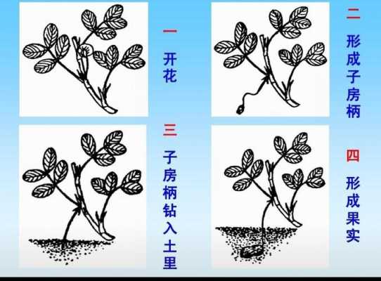 花生生长四过程（花生的生长过程分几个阶段）-图3