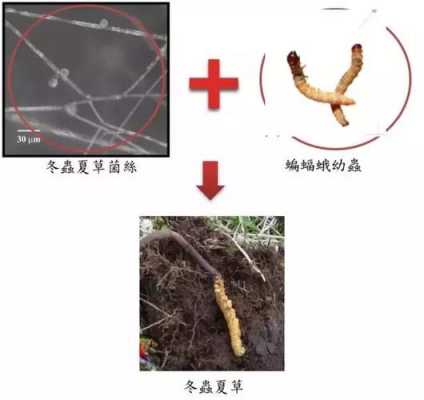 冬虫夏草在栽培过程（冬虫夏草在栽培过程中的变化）-图1