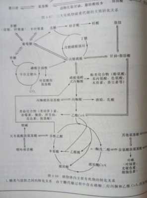 酮酸代谢过程（酮酸代谢有哪三个去路）-图1