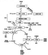 酮酸代谢过程（酮酸代谢有哪三个去路）-图2