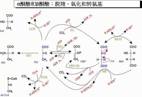 酮酸代谢过程（酮酸代谢有哪三个去路）-图3