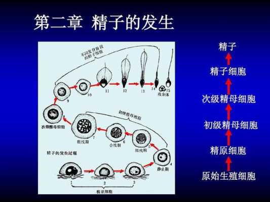 关于精子发生的过程的信息-图3