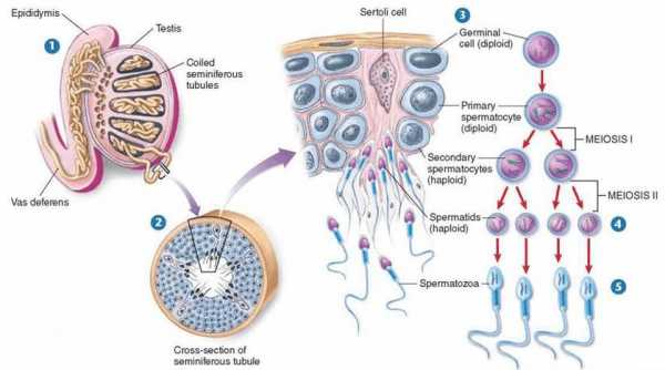 关于精子发生的过程的信息-图2