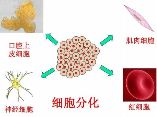 细胞自然过程受阻（细胞自然过程受阻的原因）-图1