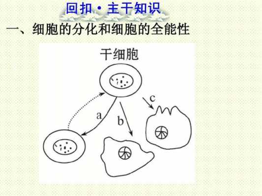 细胞自然过程受阻（细胞自然过程受阻的原因）-图2