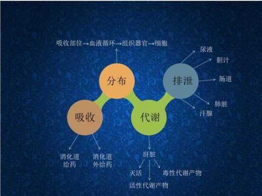 吸收的过程（药物吸收的过程）-图3