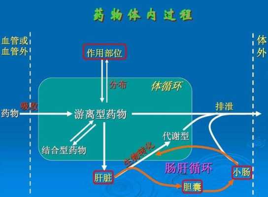 药物在体内吸收过程（药物在体内的主要吸收部位是）-图1