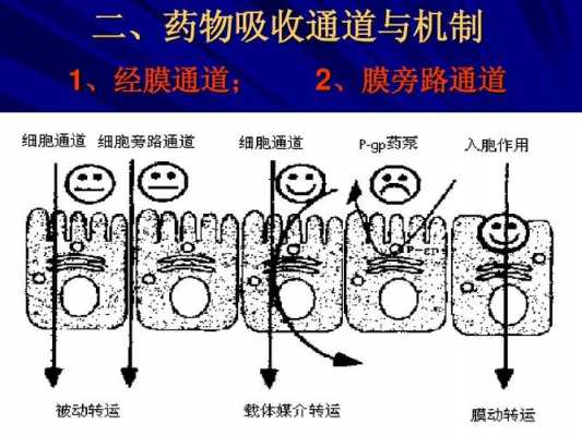 药物在体内吸收过程（药物在体内的主要吸收部位是）-图2