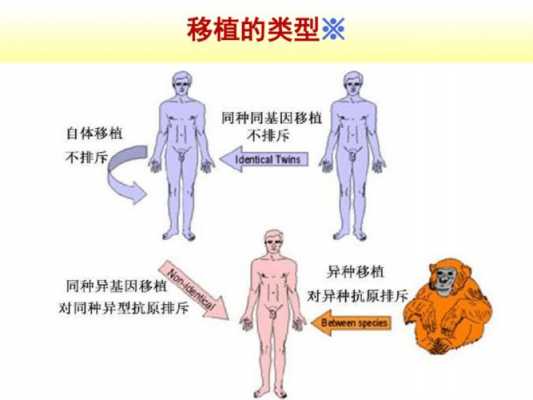 移植器官的排斥过程（器官移植的排斥反应是由什么引起的）-图3