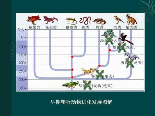 动物演化过程图（动物演化图谱）-图1