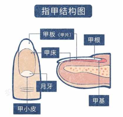 指甲的生长过程图解（指甲的生长过程图解大全）-图1