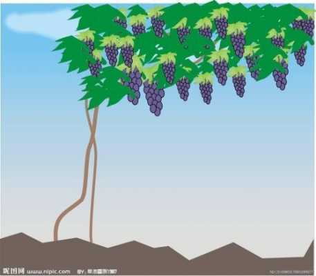 葡萄树的生长过程（葡萄树的生长过程思维导图怎么画）-图1