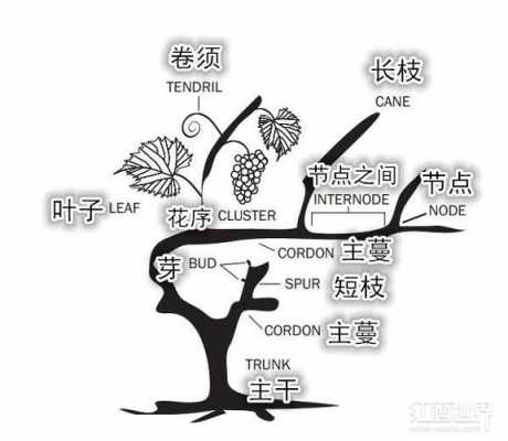 葡萄树的生长过程（葡萄树的生长过程思维导图怎么画）-图3