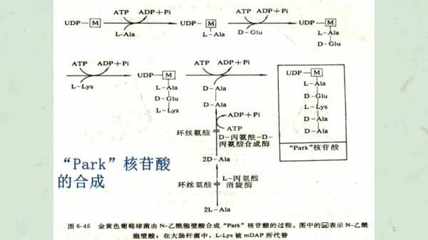 肽聚糖的生物合成过程（试述肽聚糖合成特点和大致过程）-图1