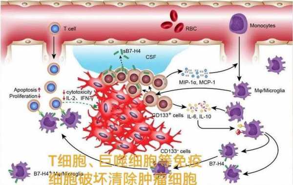 癌细胞扩散活检过程（活检 癌细胞扩散）-图3