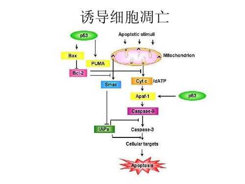 凋亡的形成过程（凋亡是由什么作用所致）-图3