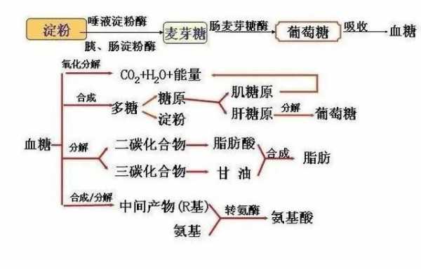 脂肪转化为糖类的过程（脂肪转化为糖类的过程生物化学）-图1