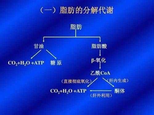 脂肪转化为糖类的过程（脂肪转化为糖类的过程生物化学）-图3