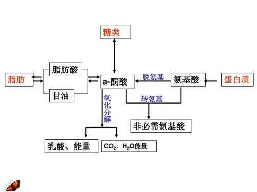 脂肪转化为糖类的过程（脂肪转化为糖类的过程生物化学）-图2