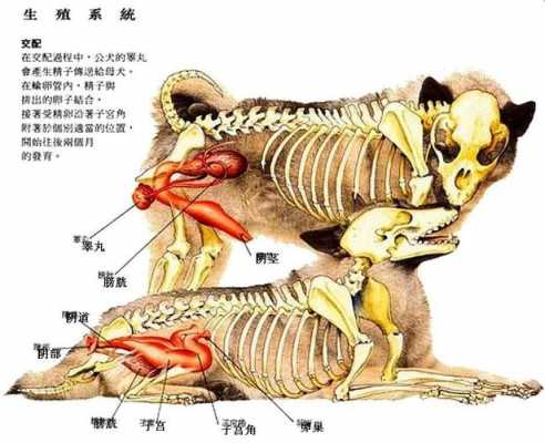 关于母狗和男子交过程图的信息-图2