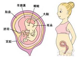 胎儿发育过程英文（胎儿发育过程太平洋亲子网）-图2