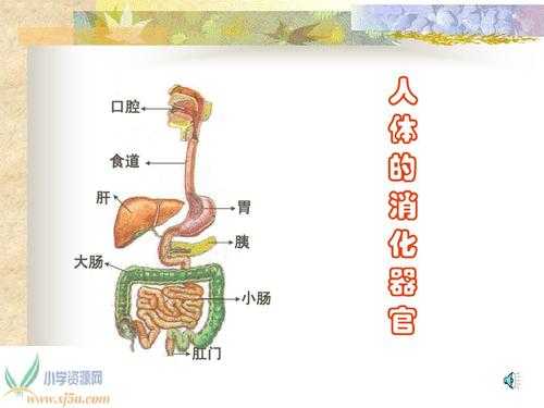 人体吃东西消化过程（人体吃东西消化过程要多久）-图2