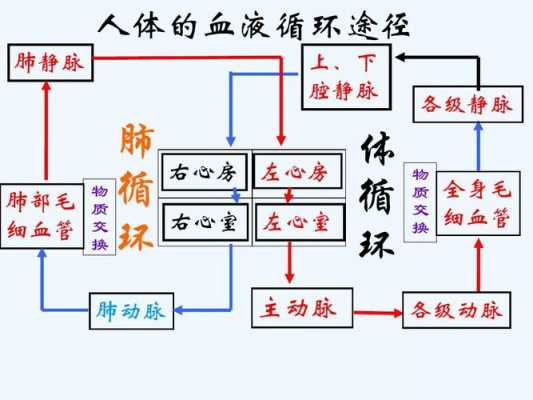 血液循环过程生理（血液循环生理思维导图）-图1