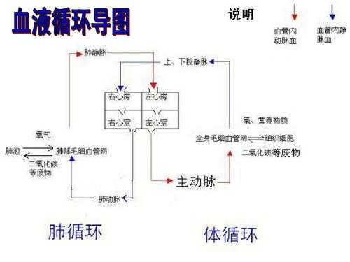 血液循环过程生理（血液循环生理思维导图）-图2