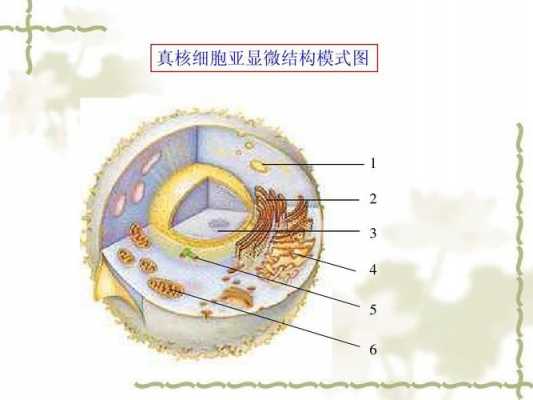 真核细胞表达系统过程（真核细胞结构系统）-图2
