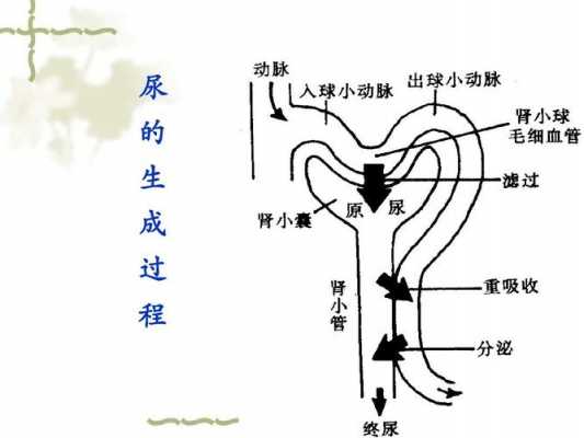 肾的泌尿过程（肾泌尿系统结构图）-图2