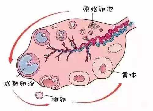 卵泡全过程视频（卵泡发育全过程视频）-图1