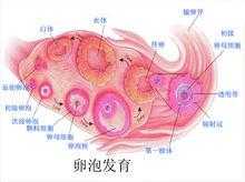 卵泡全过程视频（卵泡发育全过程视频）-图2