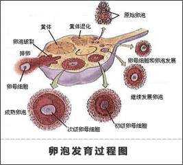 卵泡全过程视频（卵泡发育全过程视频）-图3