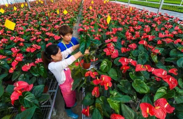 种植花的过程图片（种植花卉图）-图2