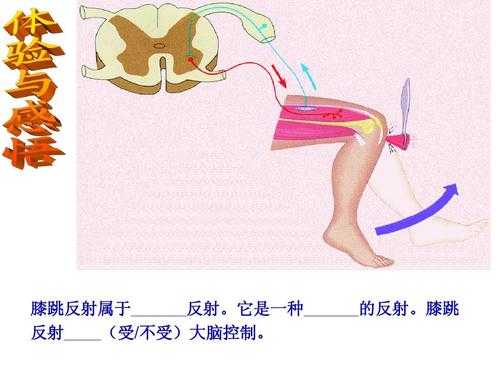 反射调节过程（反射是什么调节的基本过程）-图1