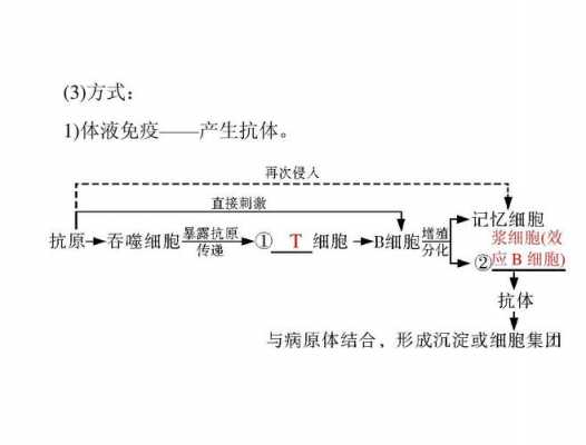 抗体免疫应答过程（抗体免疫应答的过程）-图2