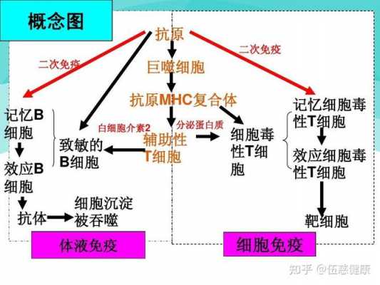 抗体免疫应答过程（抗体免疫应答的过程）-图3