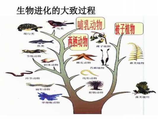 生物进化过程选择（生物进化的一般规律）-图2