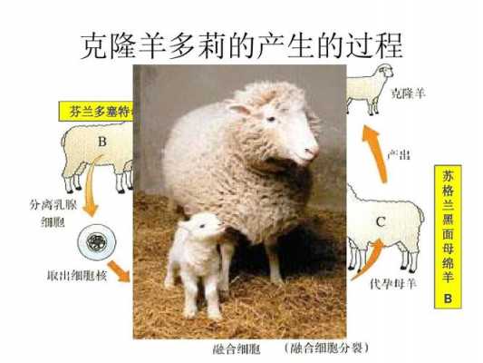 克隆多利的过程（克隆多利的过程中用到了什么和什么的生物 技术）-图1